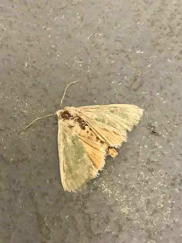 Schinia simplex