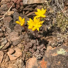 Lanceleaf Stonecrop thumbnail 2