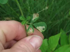 Alfalfa Blotch Leafminer thumbnail 3