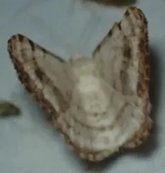 Digrammia denticulata thumbnail 3