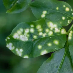 Exobasidium cordilleranum thumbnail 4