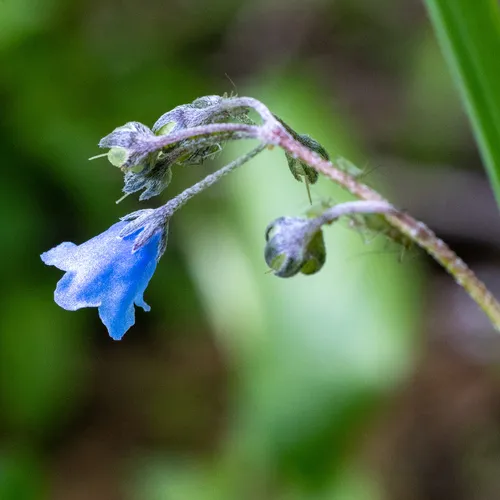 Oregon lungwort