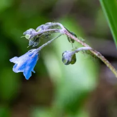 Oregon lungwort thumbnail 1