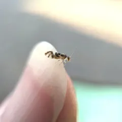 F-winged Barklouse thumbnail 4