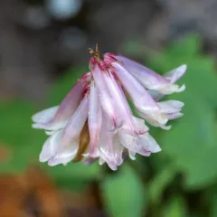 Shasta clover thumbnail 2