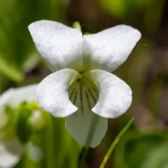 Macloskie's violet thumbnail 2