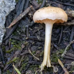 Hygrophorus goetzei thumbnail 4