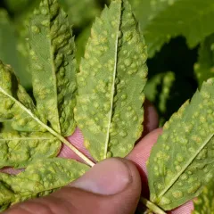 Rowan blister mite thumbnail 2