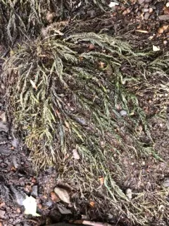 Fontinalis sphagnifolia thumbnail 2