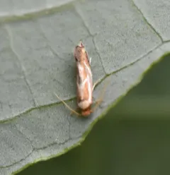 Clemens' Philonome Moth thumbnail 3