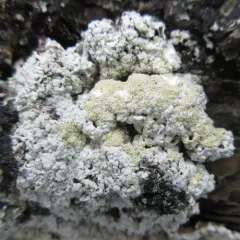 Powdery Saucer Lichen thumbnail 4