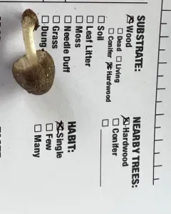 Pluteus americanus thumbnail 2
