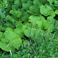 Giant Butterbur thumbnail 3