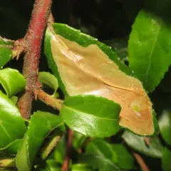 Cameraria nemoris thumbnail 2