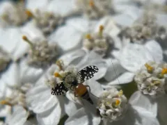 Euaresta stelligera thumbnail 3