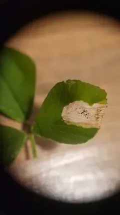 Alfalfa Blotch Leafminer thumbnail 4