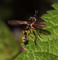 Physoconops obscuripennis thumbnail 4