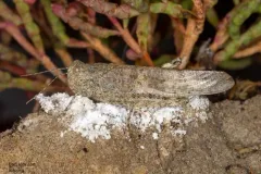 Alkali Grasshopper thumbnail 3