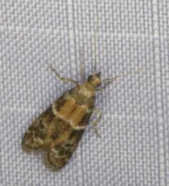Brower's Vitula Moth thumbnail 4