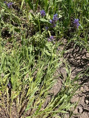 Tufted Penstemon