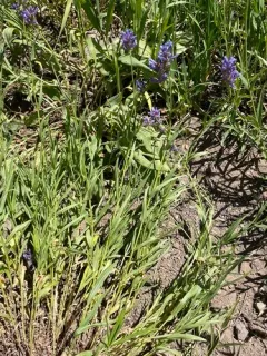 Tufted Penstemon thumbnail 1