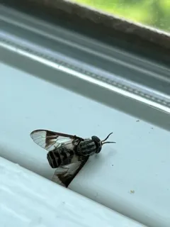 Chrysops delicatulus thumbnail 2