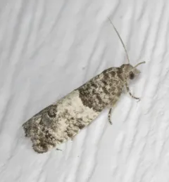 Eye-spotted Bud Moth thumbnail 2