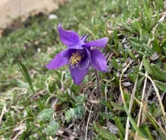 Jones' Columbine thumbnail 2