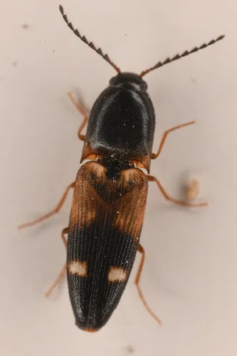 Megapenthes gentneri