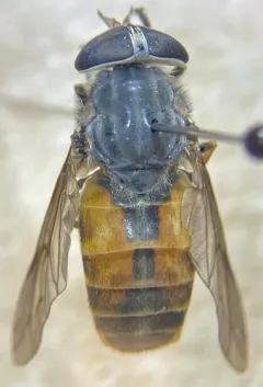 Epistate Horse Fly thumbnail 3