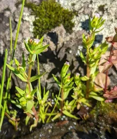 bractless hedge-hyssop thumbnail 3