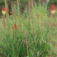 Red Hot Poker thumbnail 3
