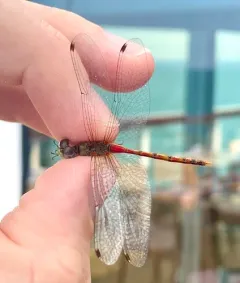 Blue-faced Meadowhawk thumbnail 2