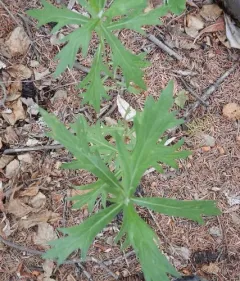 Tilesius Wormwood thumbnail 3