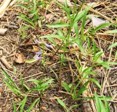 ash beardtongue thumbnail 2