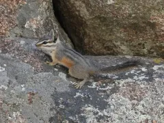Cliff Chipmunk thumbnail 2