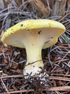 Cantharocybe gruberi thumbnail 2