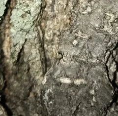 Wamba crispulus thumbnail 2