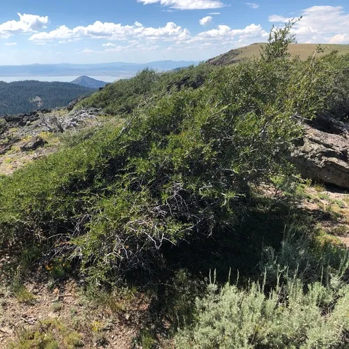 Curlleaf Mountain Mahogany