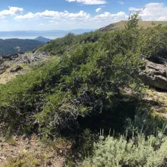 Curlleaf Mountain Mahogany thumbnail 1