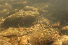 Umpqua Dace thumbnail 2