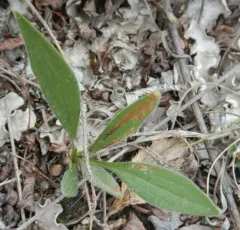 Narrowleaf Arnica thumbnail 3