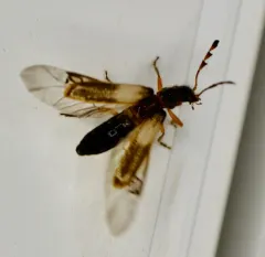 Boschella fasciata thumbnail 2