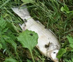White Bass thumbnail 4