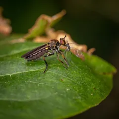Eudioctria sackeni thumbnail 3