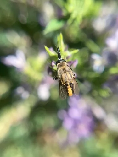 Toxophora virgata