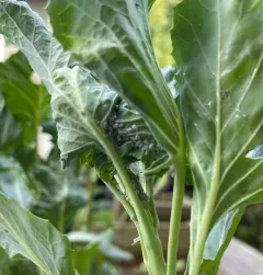 Cabbage Aphid thumbnail 3