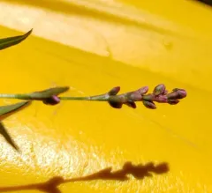 small water-pepper thumbnail 3