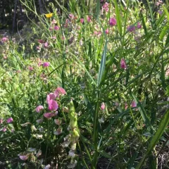 Narrow-leaved Everlasting-pea thumbnail 2