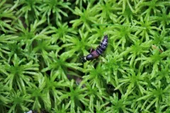 Staphylinus ornaticauda thumbnail 3